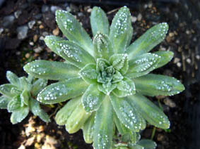 Saxifraga paniculata 'Cockscomb'